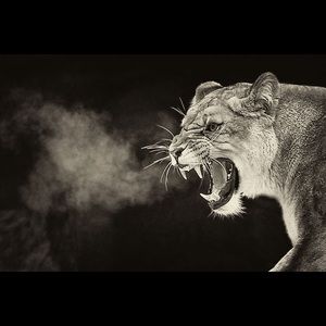 Meet your Posher, Julio